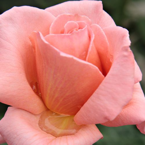 Rosa Törökbálint - rosa de fragancia discreta - Árbol de Rosas Híbrido de Té - rosal de pie alto - rosa - Márk Gergely- forma de corona de tallo recto - Rosal de árbol con forma de flor típico de las rosas de corte clásico.